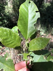 Clerodendrum floribundum