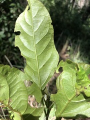 Clerodendrum floribundum