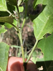 Clerodendrum floribundum