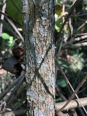 Clerodendrum floribundum