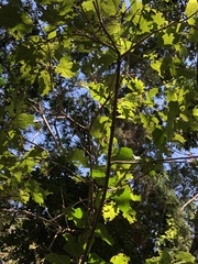 Clerodendrum floribundum