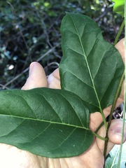 Parsonsia leichhardtii