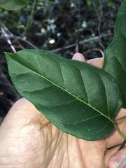 Parsonsia leichhardtii