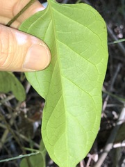 Parsonsia leichhardtii