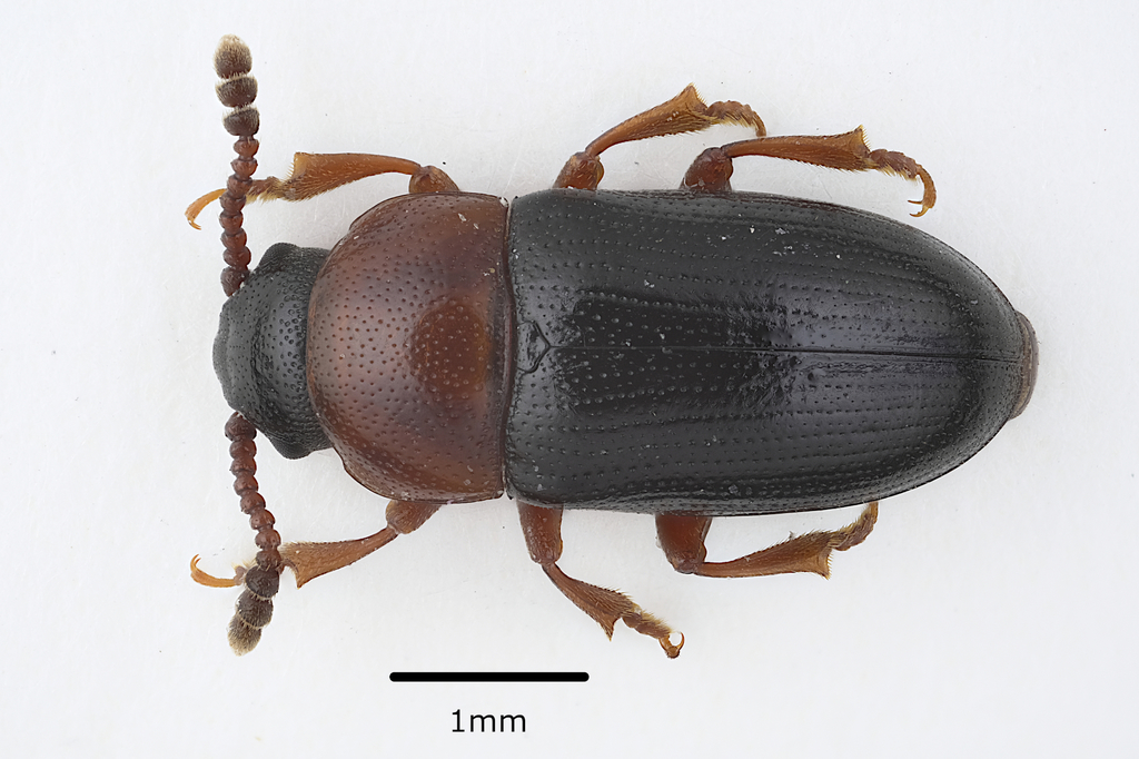 Triplax melanocephala from Ivaylovgrad, Bulgaria on