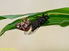 Cryptotympana holsti