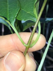 Parsonsia leichhardtii