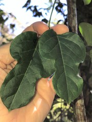 Parsonsia leichhardtii