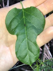 Parsonsia leichhardtii