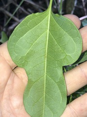 Parsonsia leichhardtii