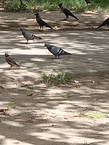 Feral Pigeon