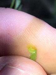 Parsonsia leichhardtii