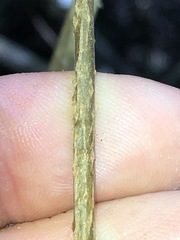 Parsonsia leichhardtii