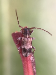 Exocentrus lusitanus