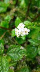 Trigonotis formosana