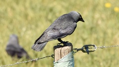 Corvus monedula