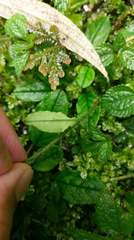 Trigonotis formosana