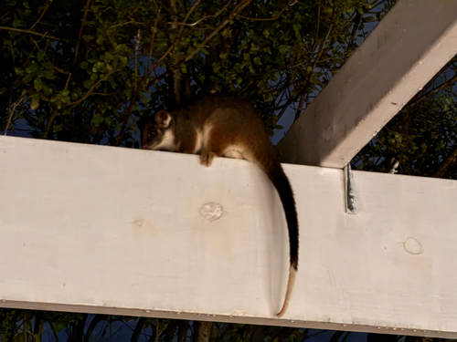 Eastern Ring-tailed Possum