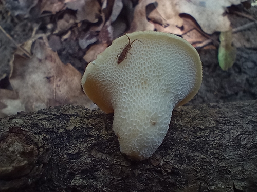 tuberous polypore