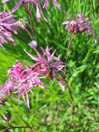 ragged-robin