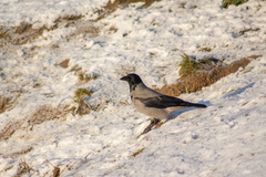 Corvus cornix