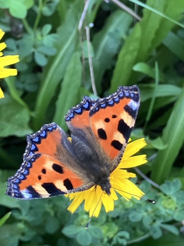 Small Tortoiseshell