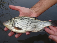 Scardinius hesperidicus
