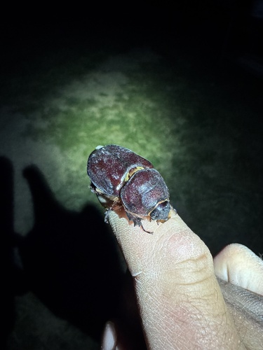 European Rhinoceros Beetle