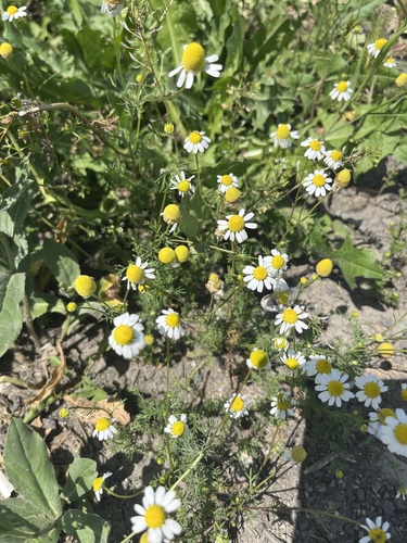 German Chamomile