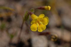 Erythranthe pulsiferae