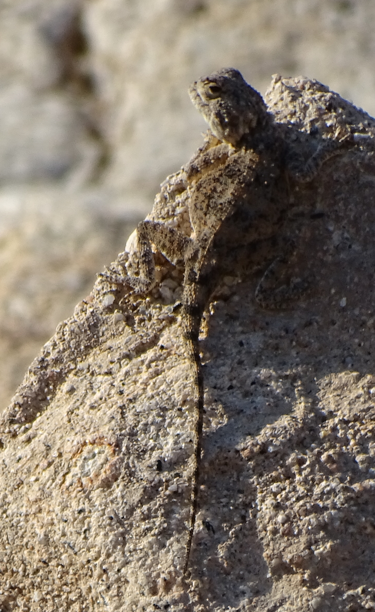 Agama anchietae Bocage, 1896