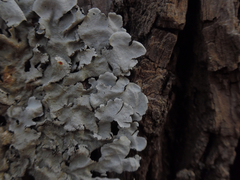 Parmotrema subisidiosum