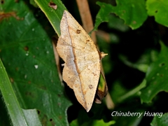 Entomopteryx rubridisca