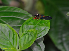 Scieroptera formosana