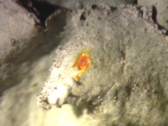 Parmotrema subisidiosum