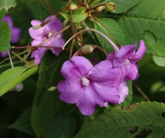 Impatiens pulcherrima