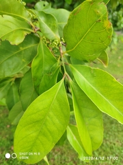 Syzygium polyanthum