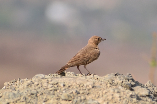 Rufous-tailed Lark