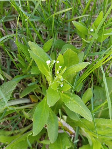 Diffuseflowered Forget-Me-Not