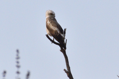 Short-toed Snake-Eagle