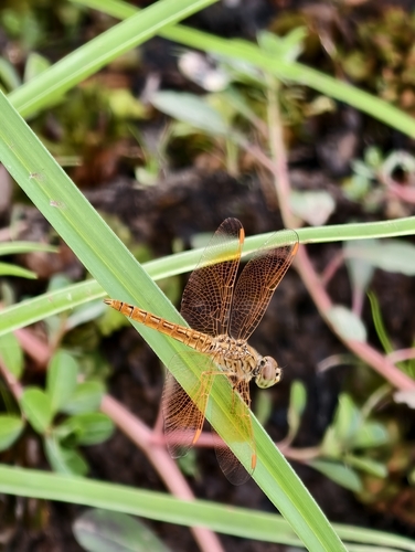 Ditch Jewel