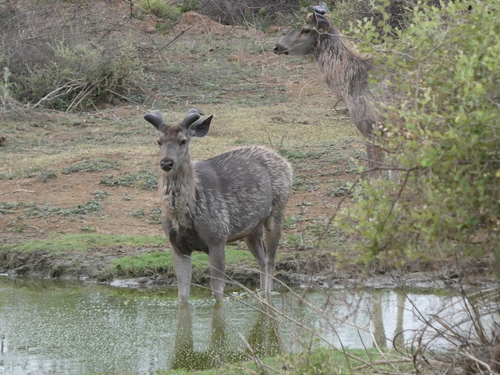 Sambar