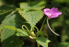 Impatiens pulcherrima