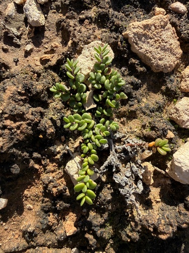 Round-leaf Wilsonia