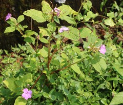 Impatiens pulcherrima