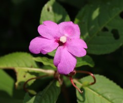 Impatiens pulcherrima