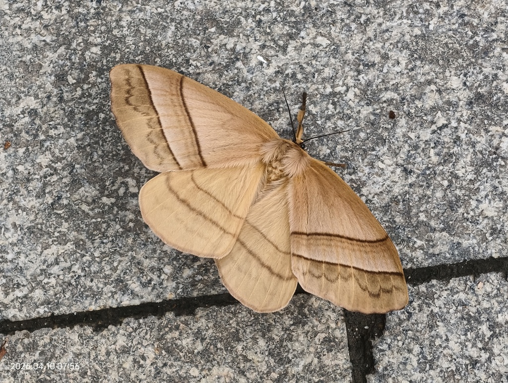 Palirisa sinensis