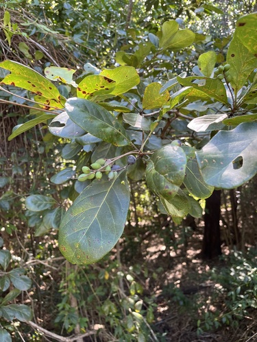Terminalia muelleri
