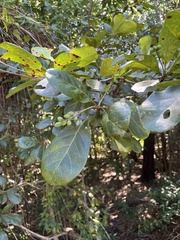 Terminalia muelleri, photograph (c) Samuel Brown, some rights reserved (CC BY)