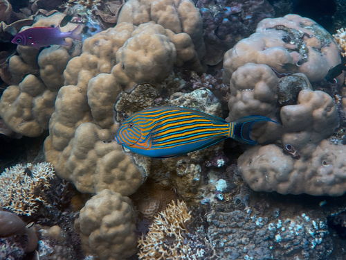 Acanthurus lineatus